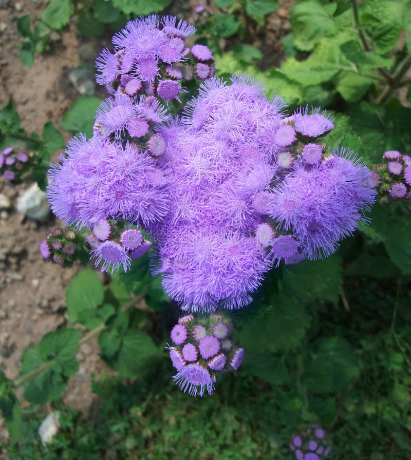 Fluffy lilac flowers stock photo. Image of nature, color 36652600