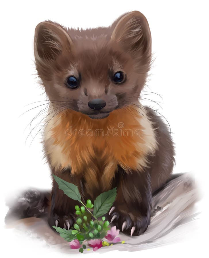 Fluffy Little Sable. Watercolor Painting Stock Illustration - Illustration of animal, life: 143359108 Fluffy Little Sable. Watercolor Painting Stock Illustration - Illustration of animal, life: 143359108