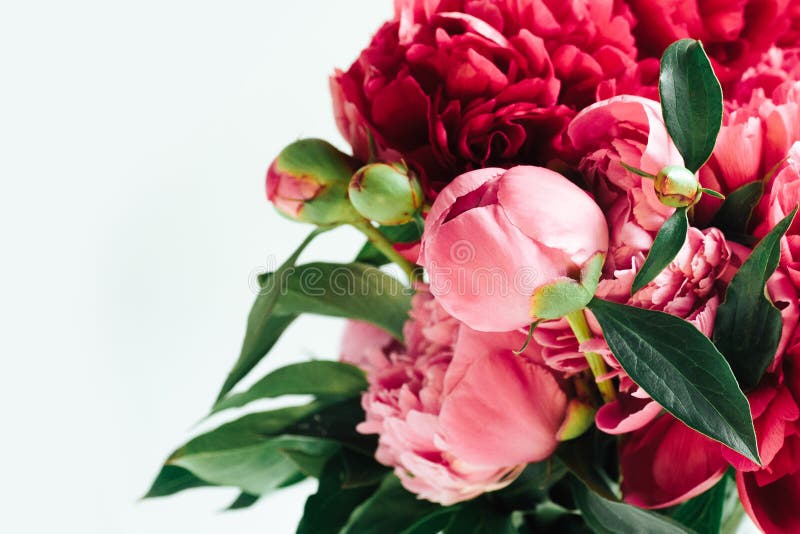 Fluffy living coral peonies, flowers background stock image Fluffy living coral peonies, flowers background stock image