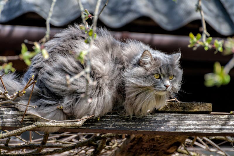 Close-up Portrait Of A Fluffy Long-haired, Smoky-grey Cat With Yellow