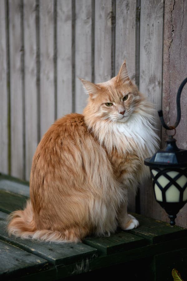 Fluffy Maine Coon cat stock photo. Image of looking - 206560226