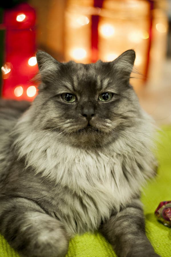 Grey Cat Staring at me stock photo. Image of pets, cats 62687124