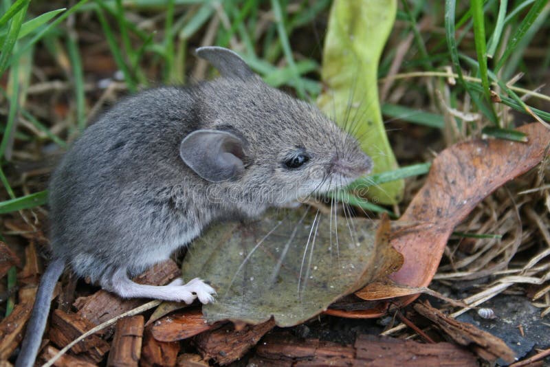 Fluffy mouse in the grass stock image. Image of natural 62572749