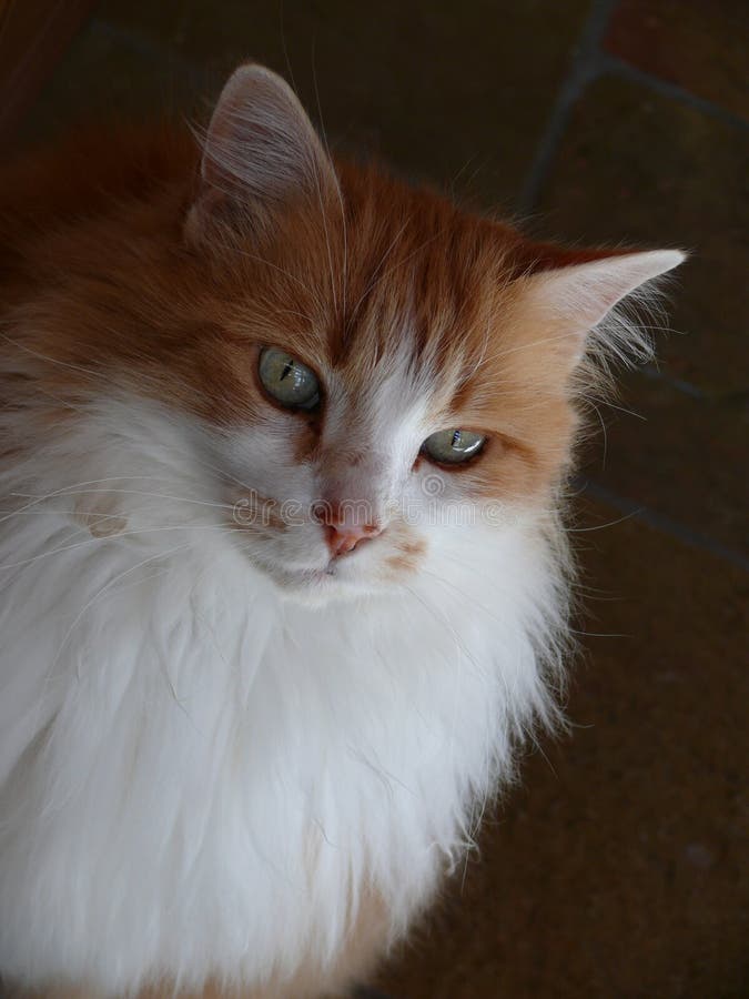 Fluffy orange cat sitting and staring