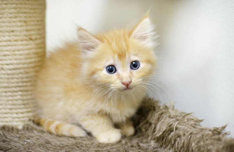 Fluffy Orange Long Hair Kitten With Blue Eyes Stock Image Image Of Orange Fluffy