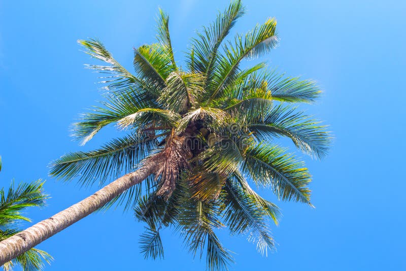 Fluffy Palm Tree Crown on Blue Sky Background. Coco Palm Top View Photo ...