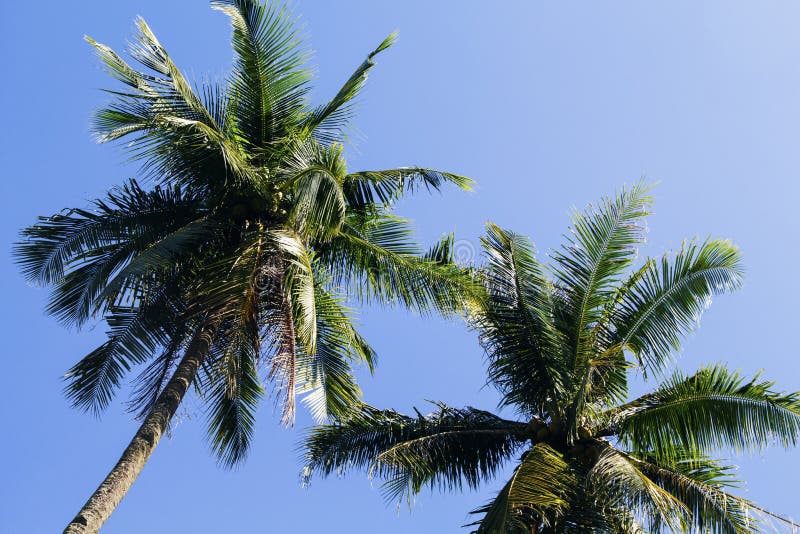 Fluffy Palm Tree Crown On Sunny Blue Sky Background. Palm Tree Crown ...