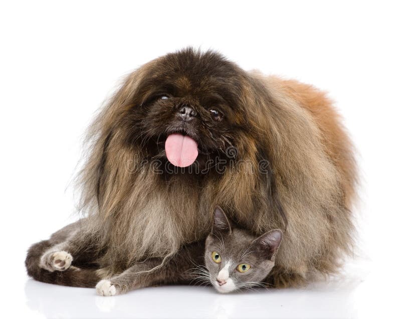 Fluffy Pekingese and cat together. isolated on white background.