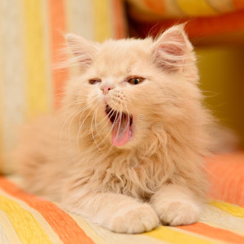 Little fluffy Persian kitten lying and yawning on the sofa