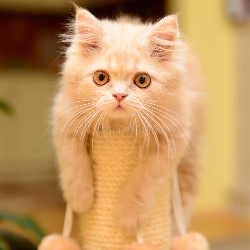 Little fluffy Persian kitten playing on the cat scratching posts