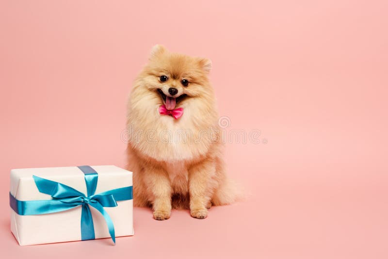 pomeranian birthday