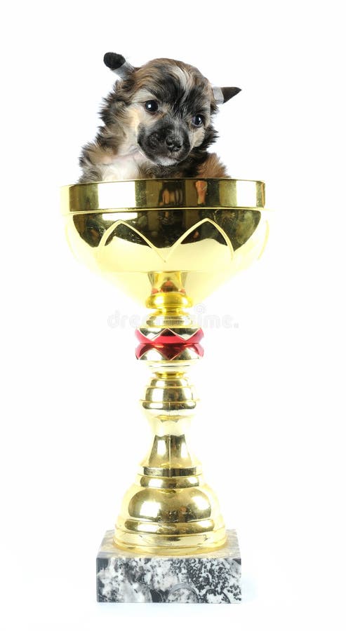 Fluffy puppy in winners cup