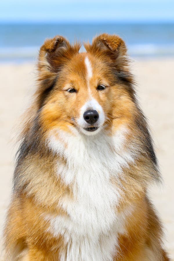 3,920 Lassie Stock Photos - Free & Royalty-Free Stock Photos from Dreamstime