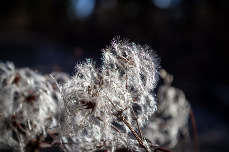 Fluffy seeds of Manchurian clematis in the rays of the winter sun royalty free stock image