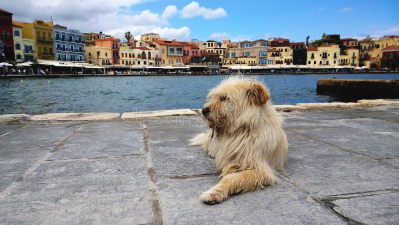 Fluffy shaggy homeless dog on the waterfront of Chania. Nice neat famous houses in the background stock photos Fluffy shaggy homeless dog on the waterfront of Chania. Nice neat famous houses in the background stock photos