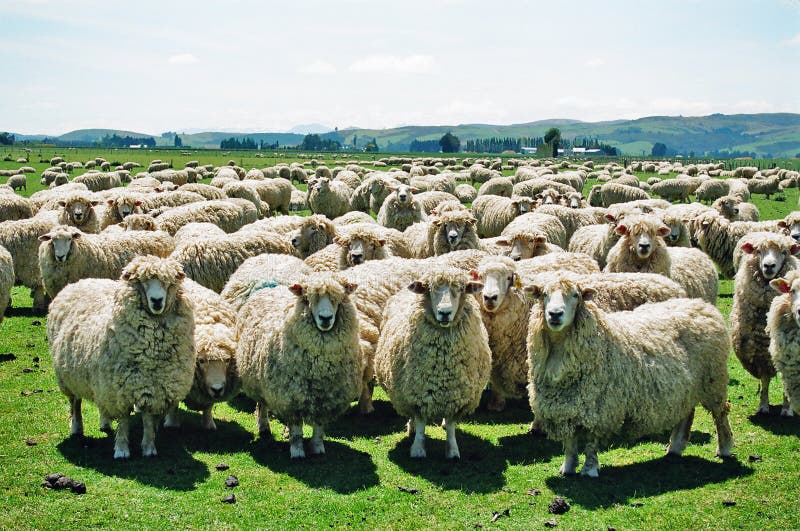 sheep farming