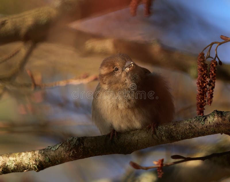 Fluffy small bird sitting on a branch close-up. Sparrow (Passer domesticus) royalty free stock photos