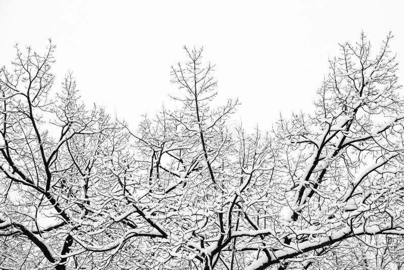 Fluffy snow-covered tree branch after snowfall. Beautiful winter nature park outdoor background. Fluffy snow-covered tree branch after snowfall. Beautiful stock photography Fluffy snow-covered tree branch after snowfall. Beautiful winter nature park outdoor background. Fluffy snow-covered tree branch after snowfall. Beautiful stock photography