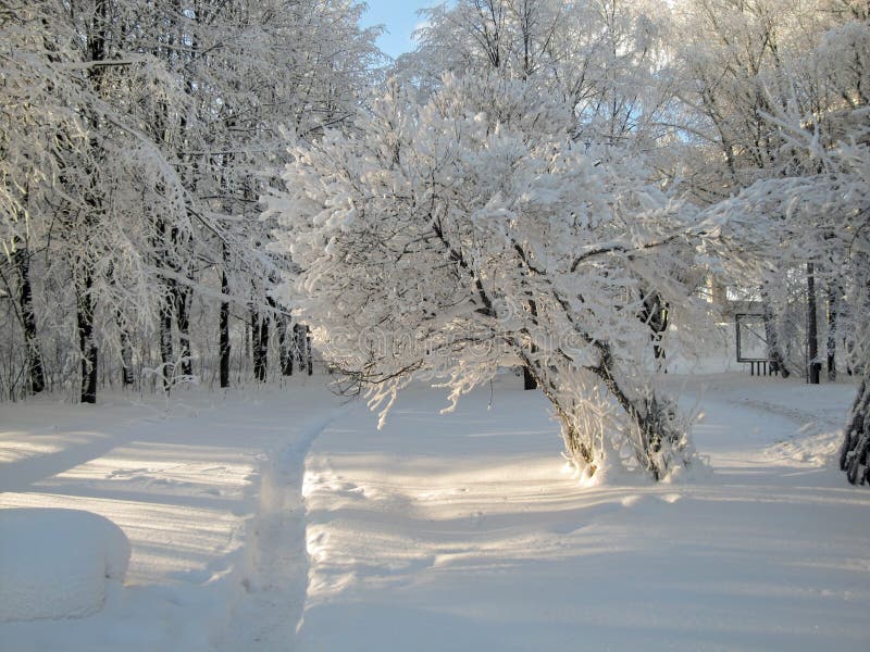 Fluffy snow stock image. Image of landscape, cold, trees - 80447789