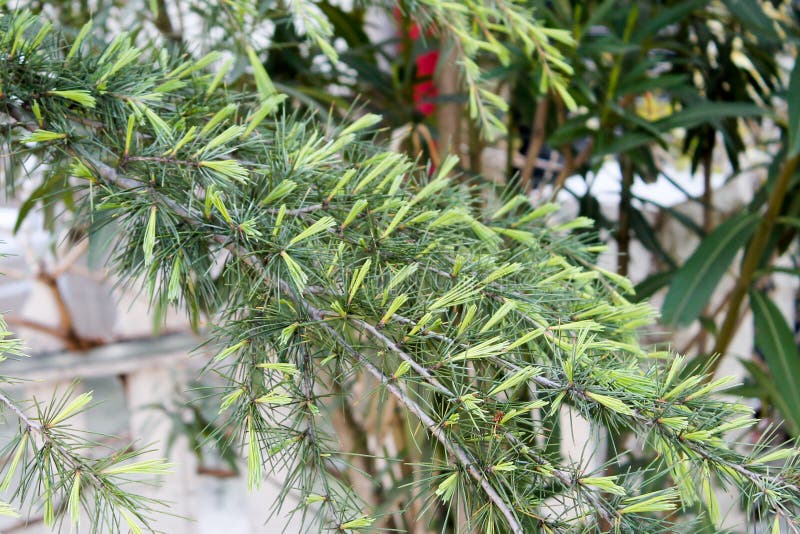 Fluffy Soft Spines of a Young Conifer Grow in Spring Under the Sun