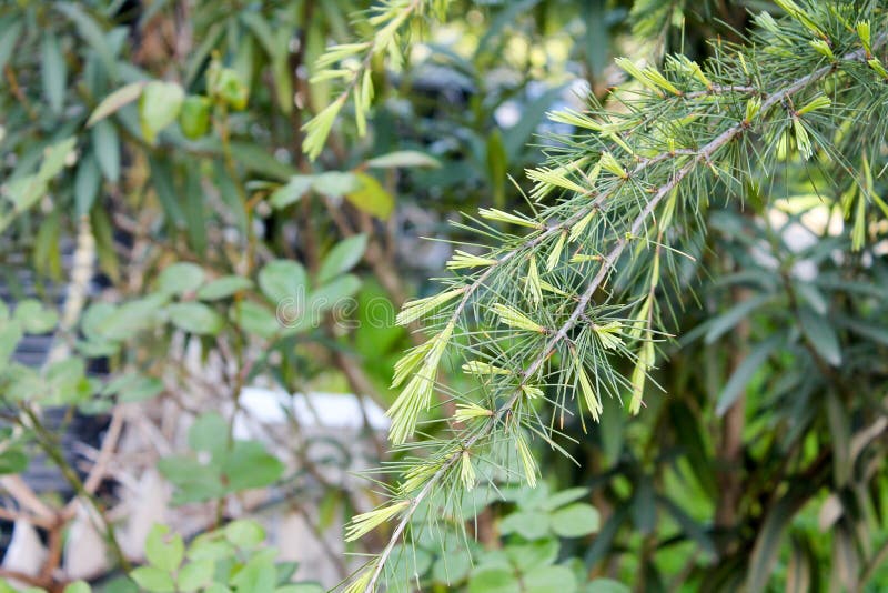 Fluffy Soft Spines of a Young Conifer Grow in Spring Under the Sun