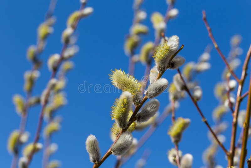 Soft Willow Buds stock photo. Image of piled, fluffy - 13589790