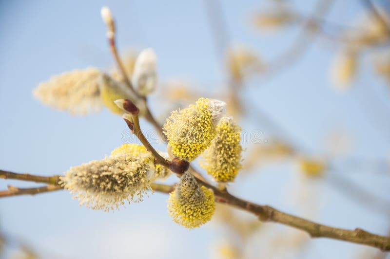 Pussywillow pobočiek (Salix caprea) začiatkom jarnej prírody.