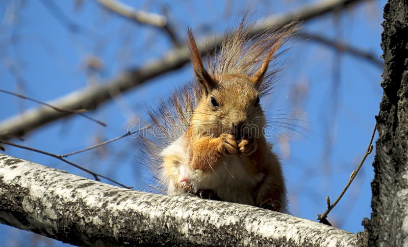 Fluffy squirrel sits on a tree and gnaws a nut royalty free stock image