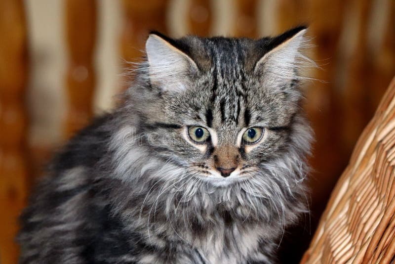 fluffy gray tabby fluffy gray tabby