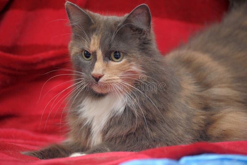 Fluffy Threecolored Cat with a Fluffy Tail Stock Photo Image of animal, mammal 158660052