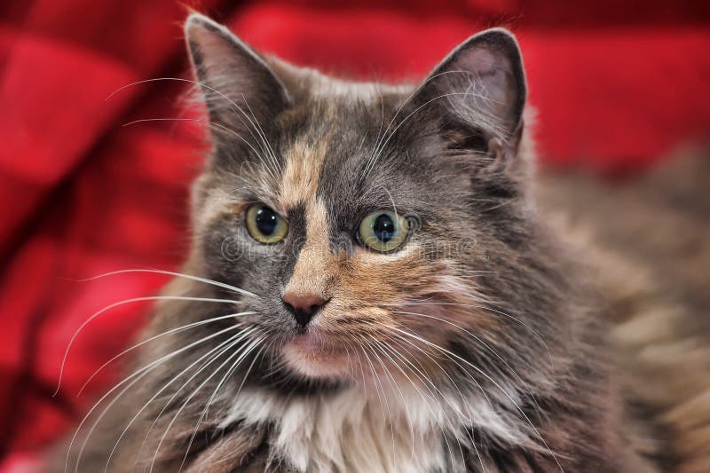 Fluffy three-colored cat closeup lies on a red