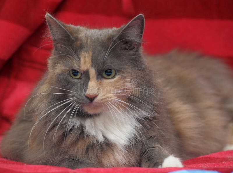 Fluffy three-colored cat closeup lies on a red