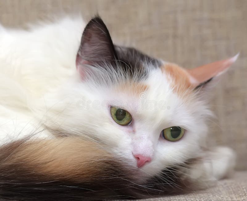 Fluffy Threecolored Cat with a Fluffy Tail Stock Image Image of