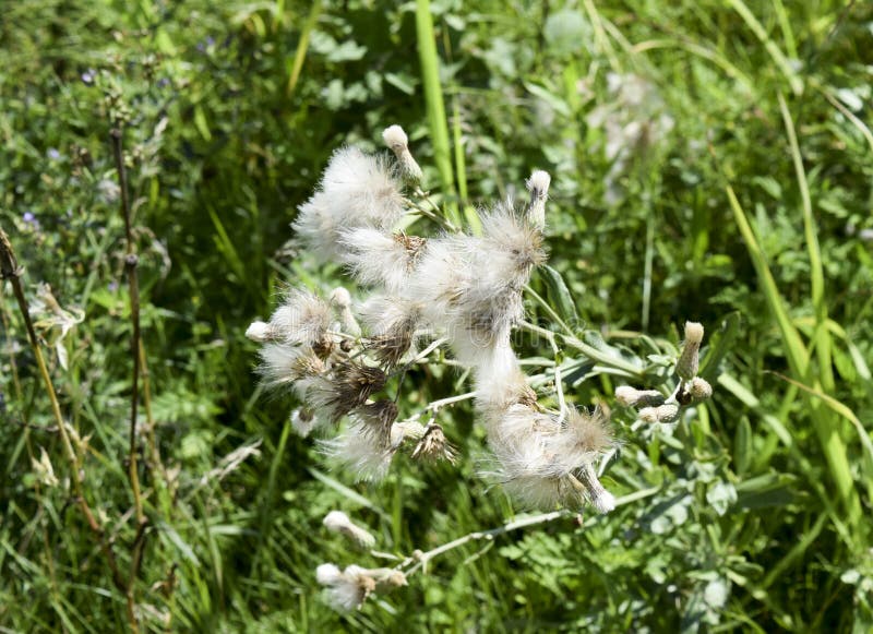 fluffy tuber seeds. A thorny weedy plant. royalty free stock images fluffy tuber seeds. A thorny weedy plant. royalty free stock images