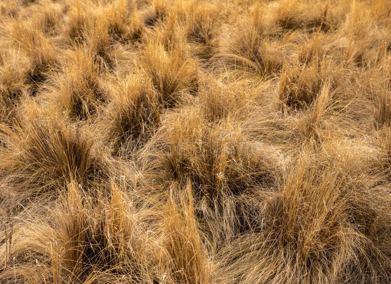 Fluffy Tufts of Grass in Field Stock Image - Image of pinnacles, hiking