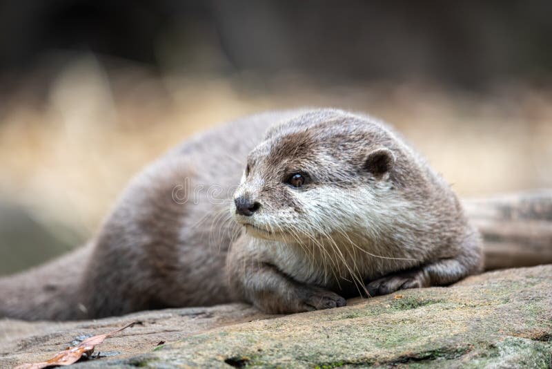 Otter Drying Itself in Sun Light Stock Photo Image of alaska, polar 62281556