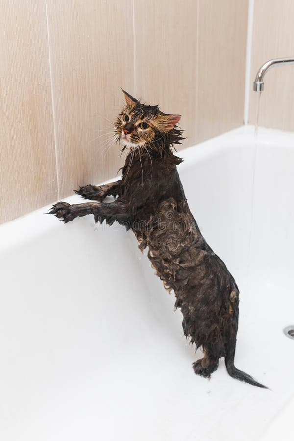 a wet cat