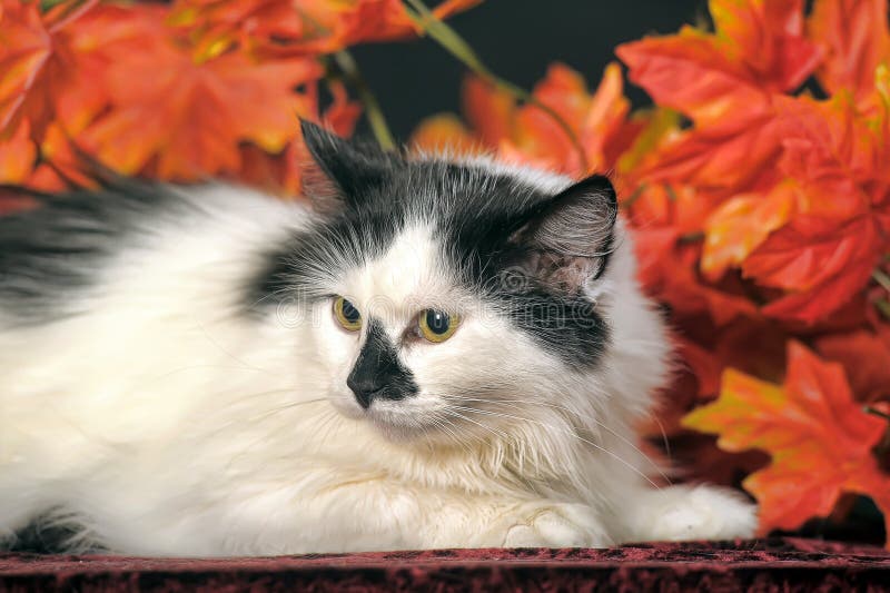 Fluffy White Cat With Black Spots On A Background Of Autumn Leaves