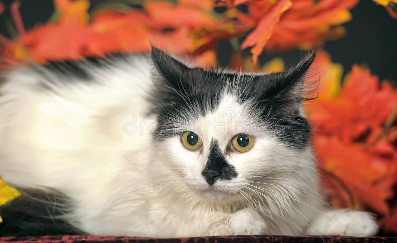 Fluffy White Cat With Black Spots On A Background Of Autumn Leaves