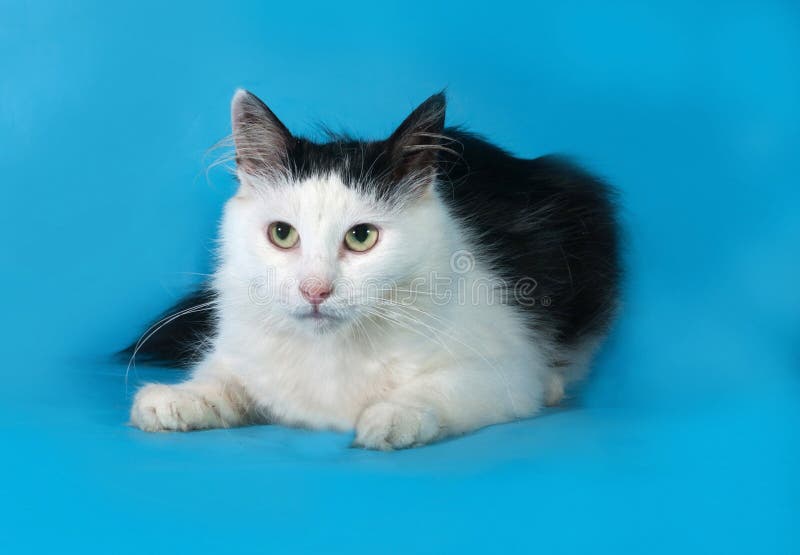 Fluffy White Cat With Black Spots Lies On Blue Stock Image Image of