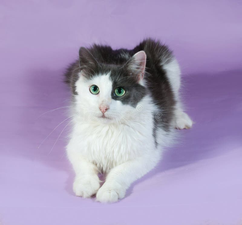Fluffy White Cat With Black Spots Lies On Purple Stock Photo Image of