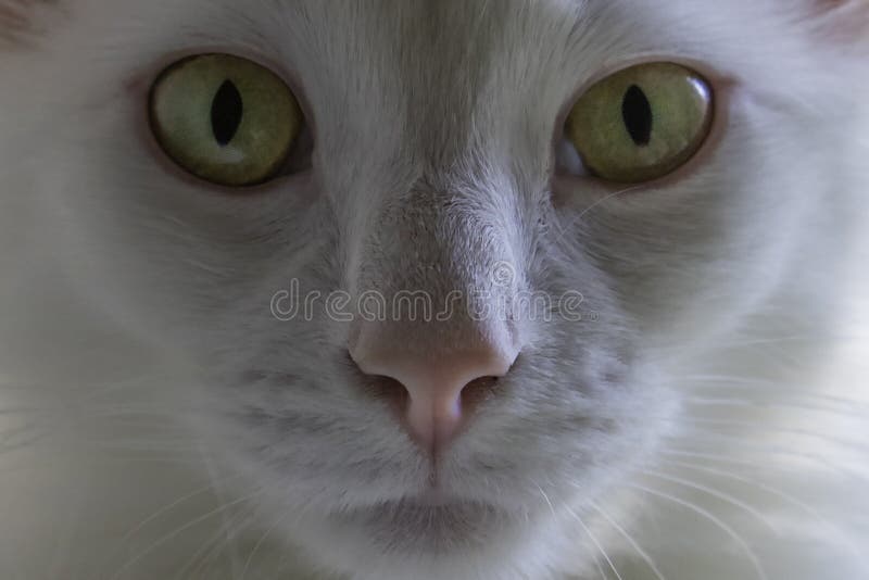 Fluffy White Cat Extreme Close-up Stock Photo - Image of mammal