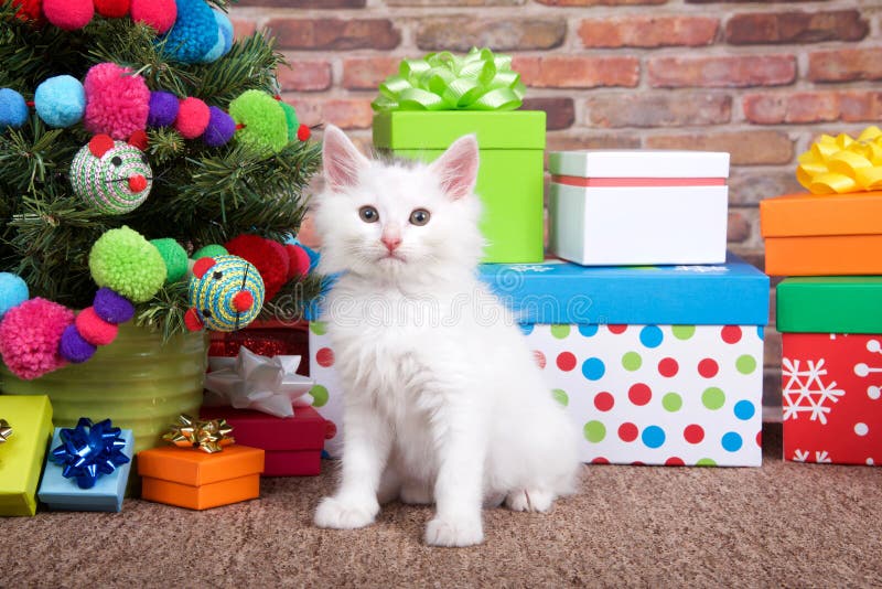 Fluffy White Christmas Kitten Stock Photo - Image of festive, happy ...