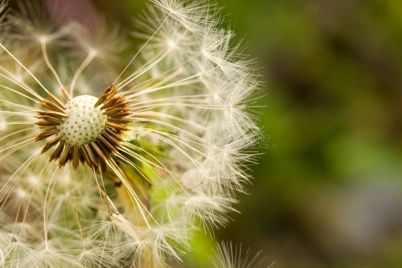 Fluffy white dandelion