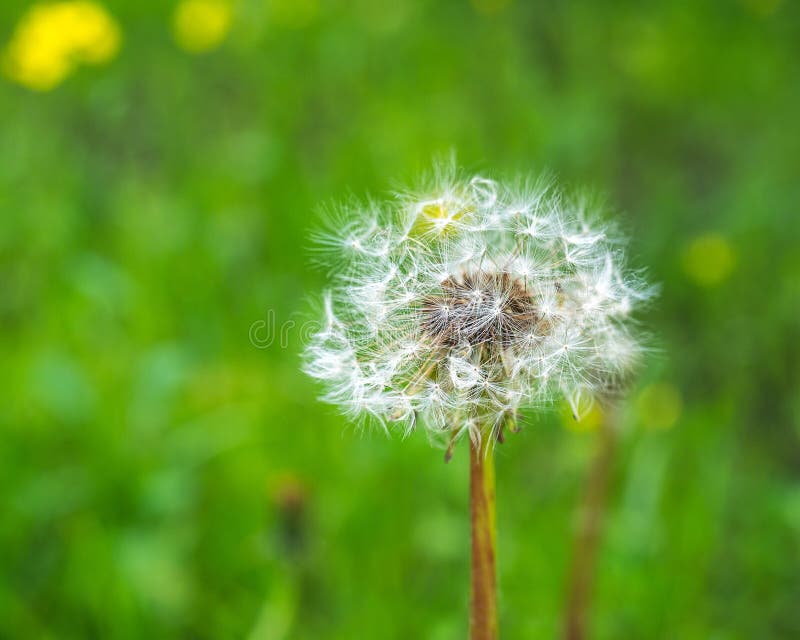 Fluffy white dandelion-blomning i en öppen skugga royaltyfria foton