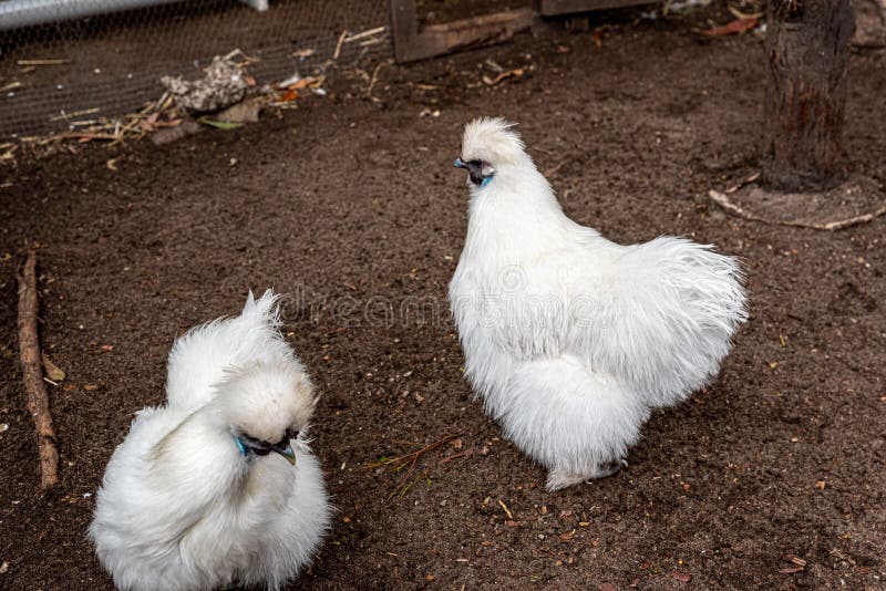 White Silkie Chicken, 6 Months Old, Standing Stock Photo - Image of ...