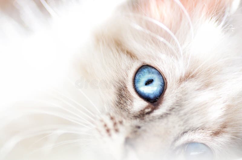 Un ritratto di un adorabile e molto carino bianco peloso gattino Siamese con le più belle e grandi occhi blu.