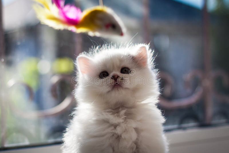 Fluffy White Kitten. Cute, Beloved, Beautiful Kitten Close-Up. Scottish  Straight Kitty In A Natural Setting At Home Stock Image - Image Of  Adorable, Background: 133769875