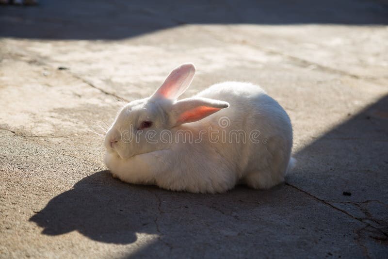 A Fluffy White Rabbit on a Cement Floor. Stock Image - Image of black,  family: 215073447