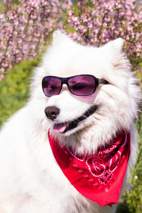 samoyed glasses